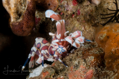 Harlequin Shrimp - Hymenocera picta
