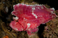 Leaf Scorpionfish - Taenianotus triacanthus