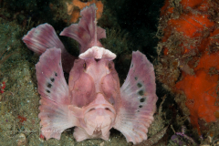 Paddle-Flap Scorpionfish - Rhinopias eschmeyeri