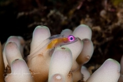 Redeye Hovering Goby - Bryaninops natans