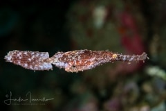 Robust Ghost Pipefish - Solenostemus cyanopterus