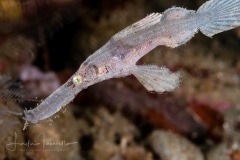 Robust Ghost Pipefish - Solenostemus cyanopterus