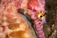 Thorny Seahorse - Hippocampus histrix