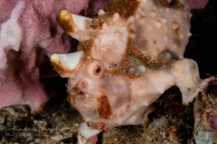 Warty Frogfish - Antennarius maculatus