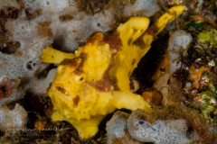 Warty Frogfish - Antennarius maculatus