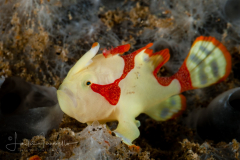 Warty Frogfish - Antennarius maculatus