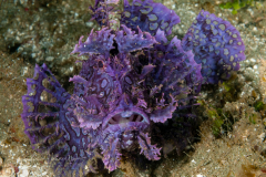 Weedy Scorpionfish - Rhinopias frondosa