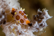Rosewater’s Egg Cowrie - Primovula rosewateri Rosewater’s Egg Cowrie - Primovula rosewateri