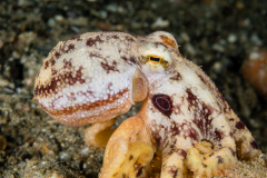 Amphioctopus mototi or siamensis?