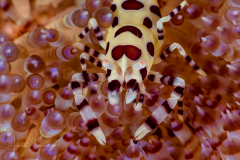 Coleman Shrimp - Periclimenes colemani