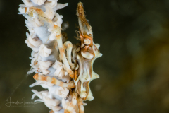Conical Spider Crab - Xenocarcinus conicus