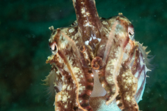 Cuttlefish