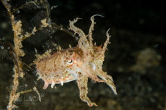 Cuttlefish