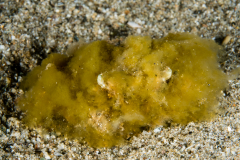Decorator Crab