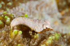 Dragonet