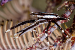 Elegant Crinoid Squat Lobster - Allogalathea elegans