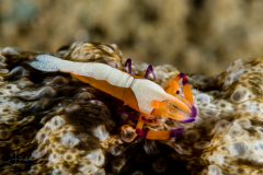 Emperor Shrimp - Zenopontonia rex