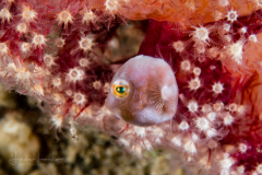 Filefish