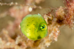 Filefish