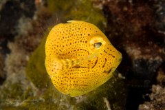 Filefish