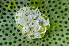 Flatworm - Cycloporus sp.