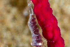 Gorgonian Commensal Shrimp - Hamodactylus