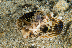 Helmet Gurnard - Dactyloptena orientalis
