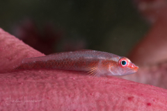 Large Whip Goby - Bryaninops amplus