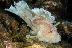 Leaf Scorpionfish - Taenianotus triacanthus