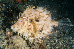 Leafy Filefish - Chaetodermis penicilligerus