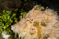 Leafy Filefish - Chaetodermis penicilligerus