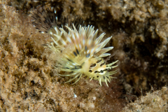 Lionfish - Pterois volitans