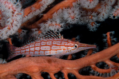 Longnose Hawkfish - Oxycirrhites typus