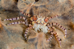 Mosaic Boxer Crab - Lybia tessellata