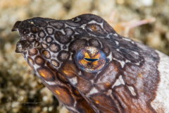 Napoleon Snake Eel - Ophichthus bonaparti