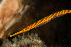 Orange-Banded Pipefish - Dunckerocampus pessuliferus