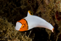 Spotted Parrotfish - Cetoscarus ocellatus