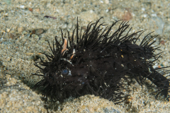 Striated Frogfish - Antennarius striatus