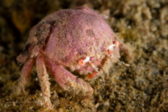 Swollen Soft Coral Crab - Calvactaea tumida?