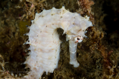 Thorny Seahorse - Hippocampus histrix