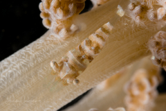 Undescribed Broken-Back Shrimp - Hippolyte