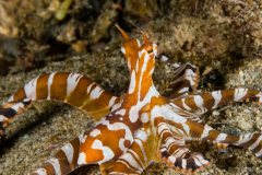 Wunderpus - Wunderpus photogenicus