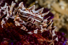 Zebra Urchin Crab - Zebrida adamsii