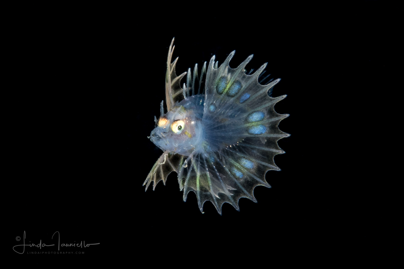 Lionfish Larva - Pterois antennata