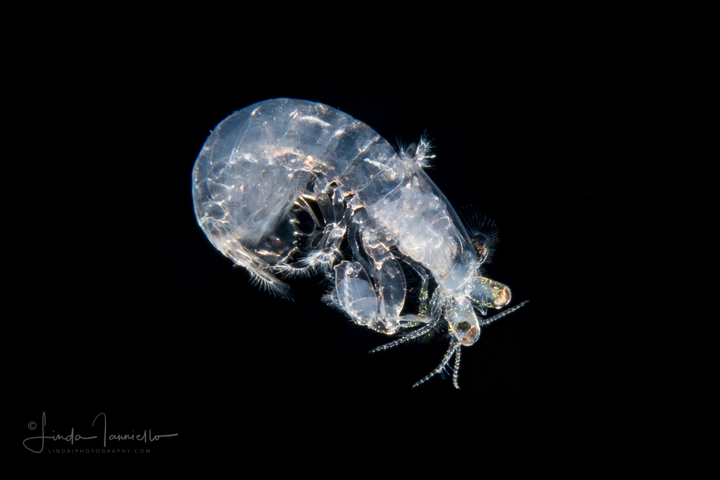Mantis Shrimp Larva