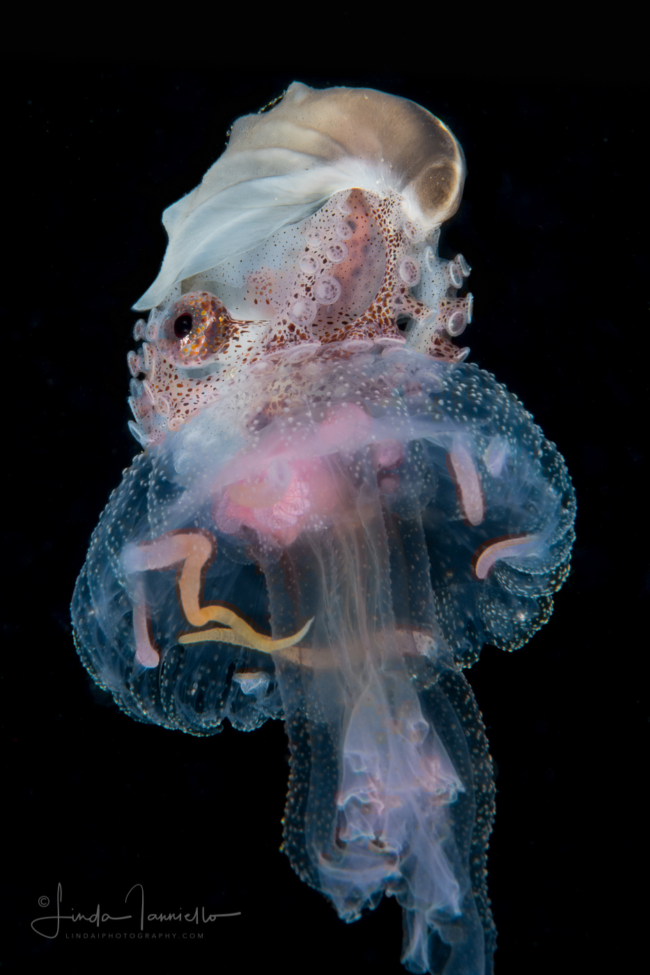 Paper Nautilus - Argonaut - Pelagic Octopus