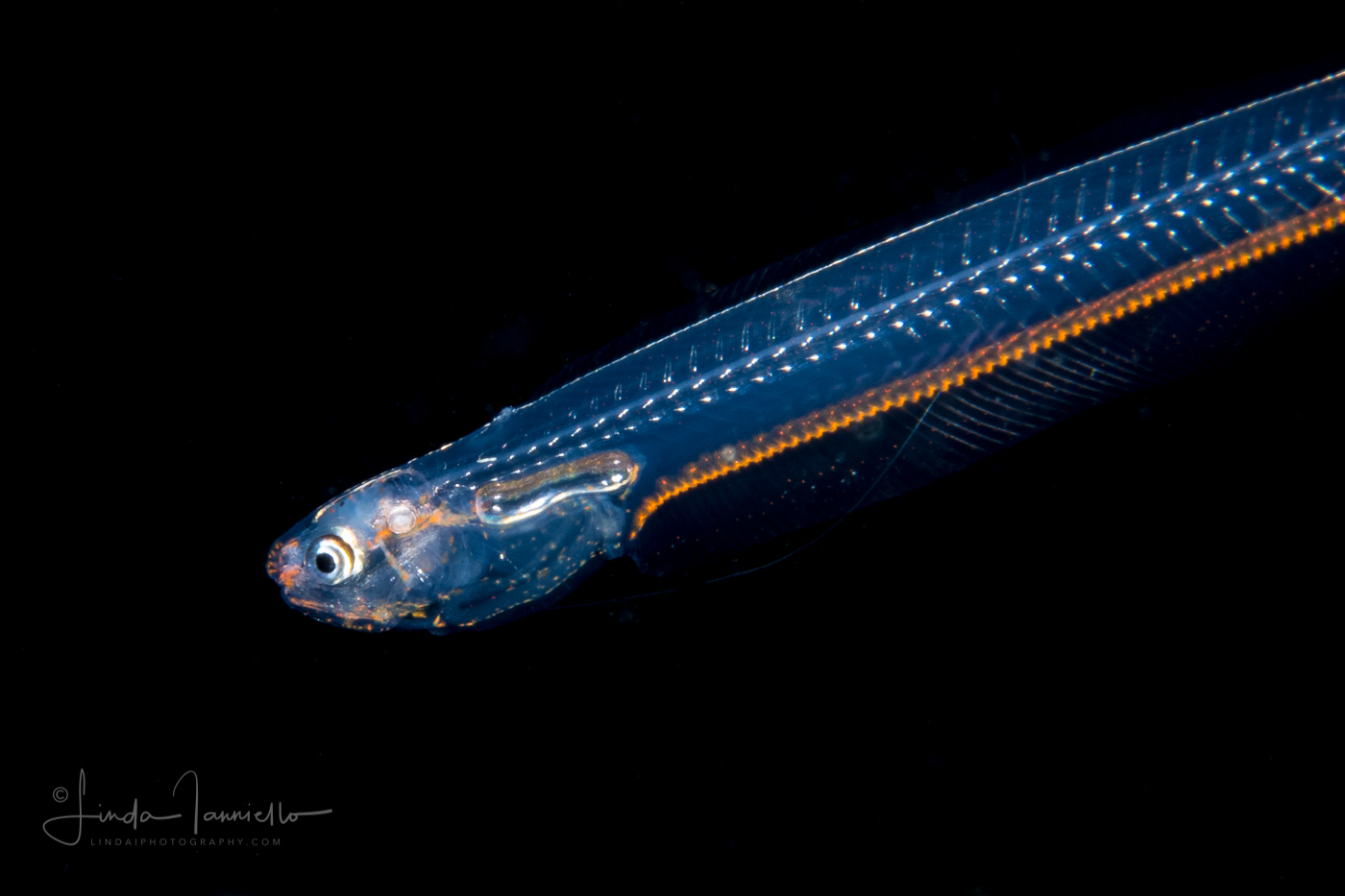 Pearlfish - Carapid