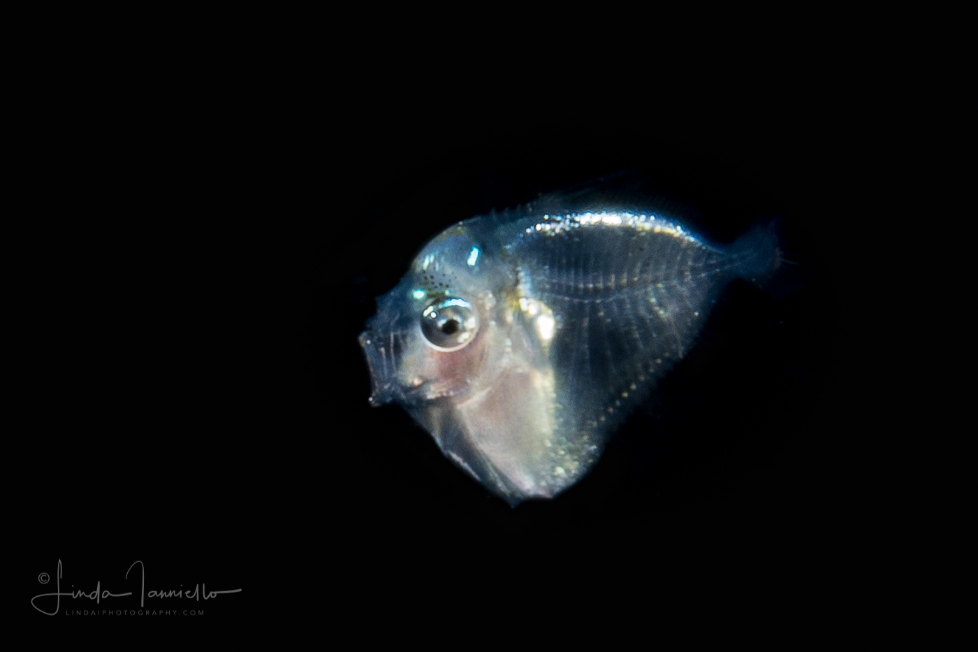 Probably Moonfish Larva - Mene maculata