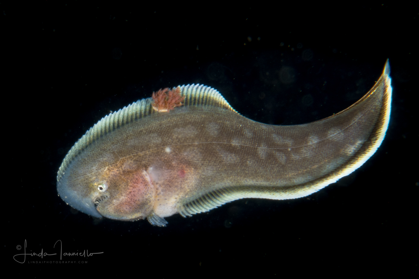 Tonguefish - genus Paraplagusia of the flatfish family Cynoglossidae