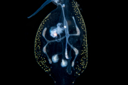 Phylliroe Pelagic Nudibranch Phylliroe Pelagic Nudibranch